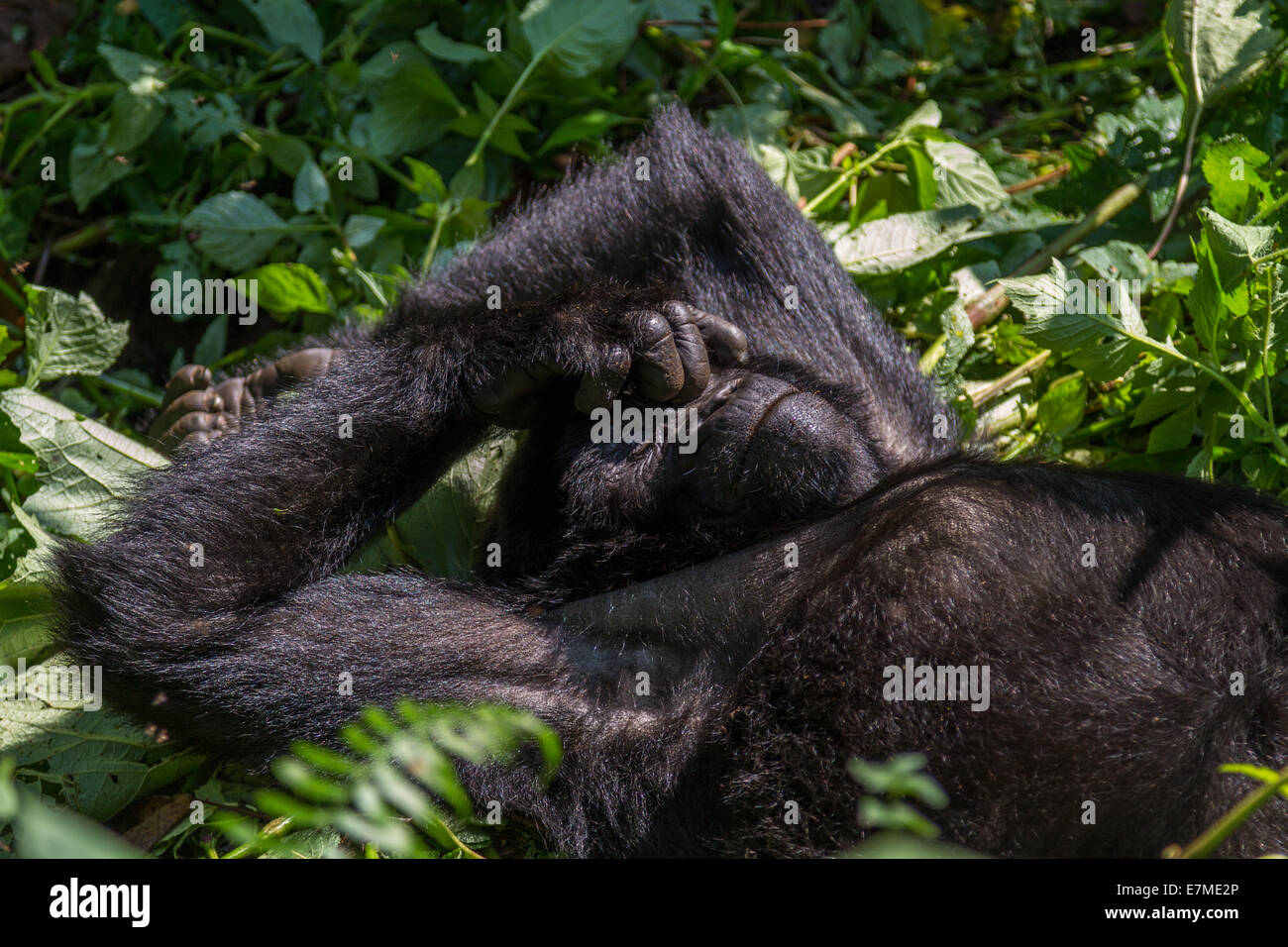 Einen Berggorilla (Gorilla beringei beringei) steckt seine Nase in die Pause und zum Entspannen in der Sonne. schoß in der Natur Stockfoto