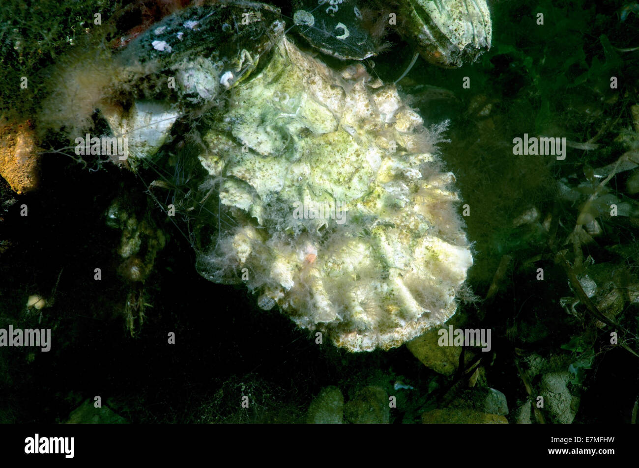 Pazifische Auster, japanische Auster oder Miyagi Auster (Crassostrea Gigas) des japanischen Meeres, Fernost, Primorsky Krai, Russische Föderation Stockfoto