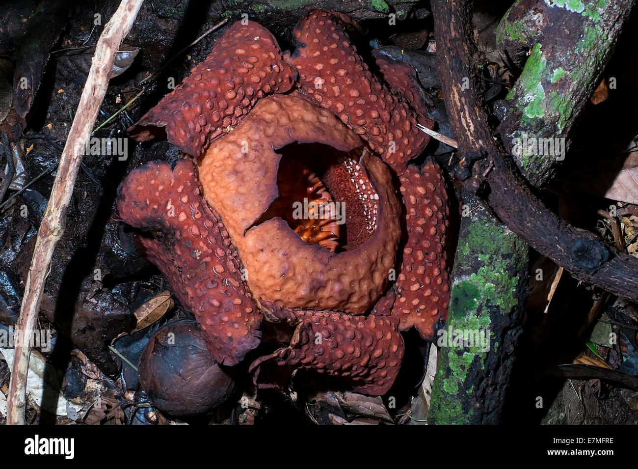 Rafflesia im Gunung Gading Nationalpark Stockfoto