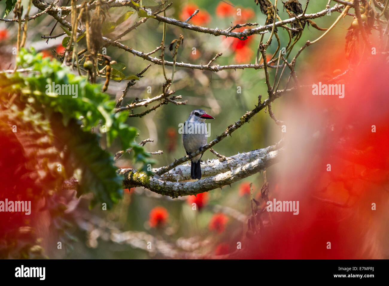 Eine Mangrove Eisvogel auf einem Ast (Erythrina Abyssinica) im Kibale National Park(Uganda). Stockfoto