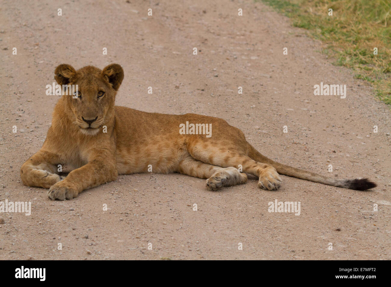 Ein junger Löwe blockiert die Straße bei Sonnenaufgang in Uganda Murchison Nationalpark. Stockfoto