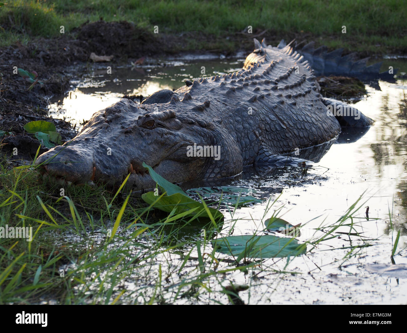 Flussmündungen (Salzwasser) Krokodil, Top End, Northern Territory, Australien Stockfoto