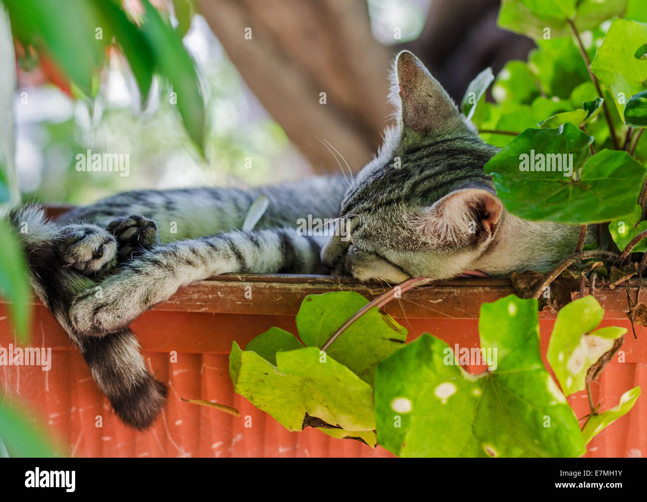 Entspannte Katze im Blumentopf Stockfoto