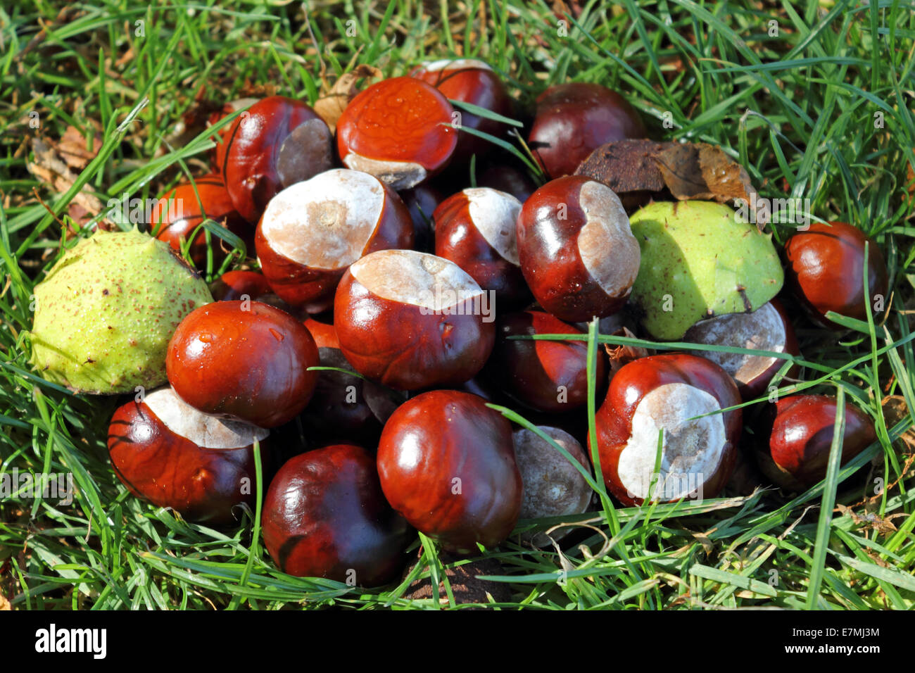 Nonsuch Park, Surrey, England, UK. 21. September 2014. Eine Rekordernte von Conkers produziert worden in diesem Jahr durch ideale Anbaubedingungen. Die zahlreichen Rosskastanie Bäume in Nonsuch Park fallen ihre Früchte in Hülle und Fülle, wie Herbst durch einige Spätsommer Wärme und Sonnenschein in Südengland in Schach gehalten wird. Bildnachweis: Julia Gavin UK/Alamy Live-Nachrichten Stockfoto