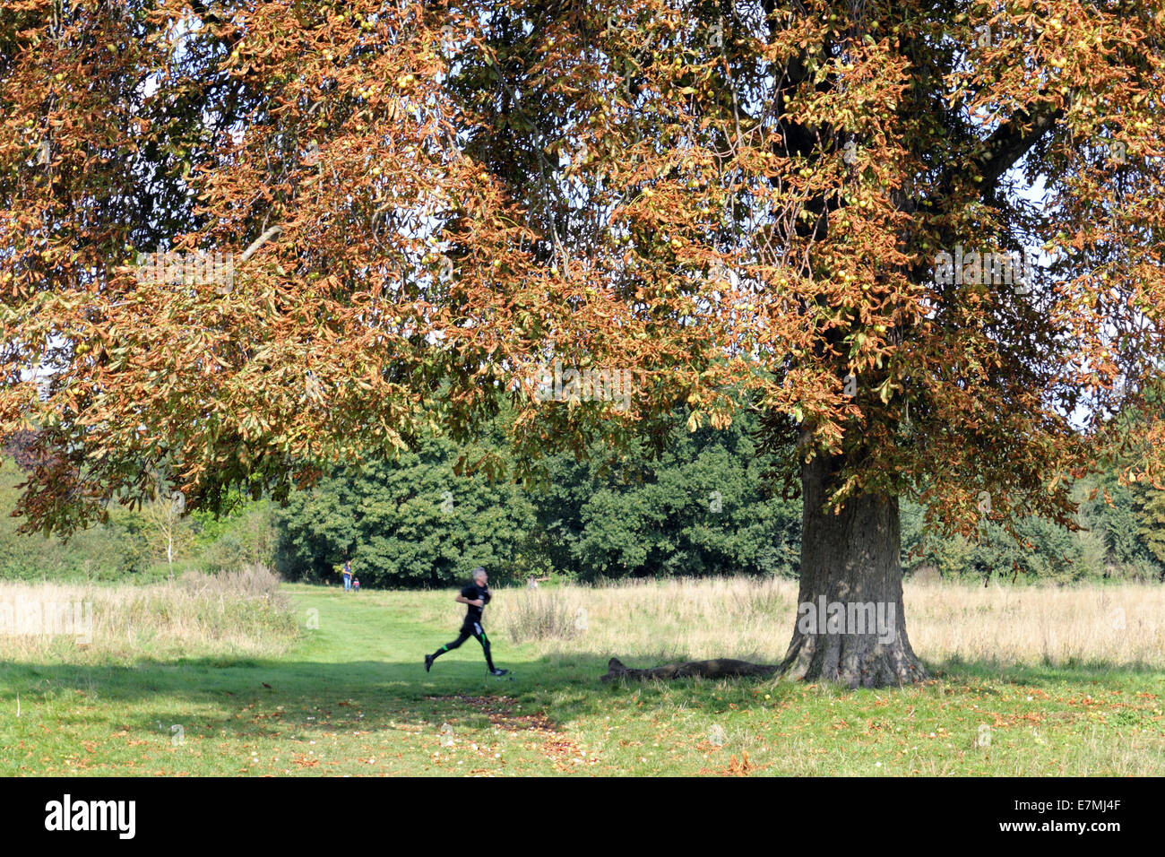 Nonsuch Park, Surrey, England, UK. 21. September 2014. Ein Jogger, Joggen im Park geht unter einem Rosskastanie Baum mit goldenen Blätter Herbst durch einige Spätsommer Wärme und Sonnenschein in Südengland in Schach gehalten wird. Bildnachweis: Julia Gavin UK/Alamy Live-Nachrichten Stockfoto