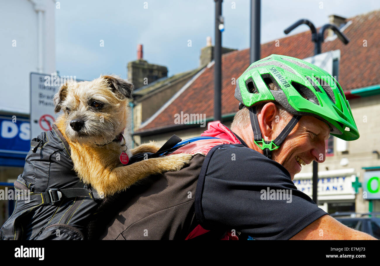 Terrier Hund Reiten Sozius mit Radfahrern, England UK Stockfoto