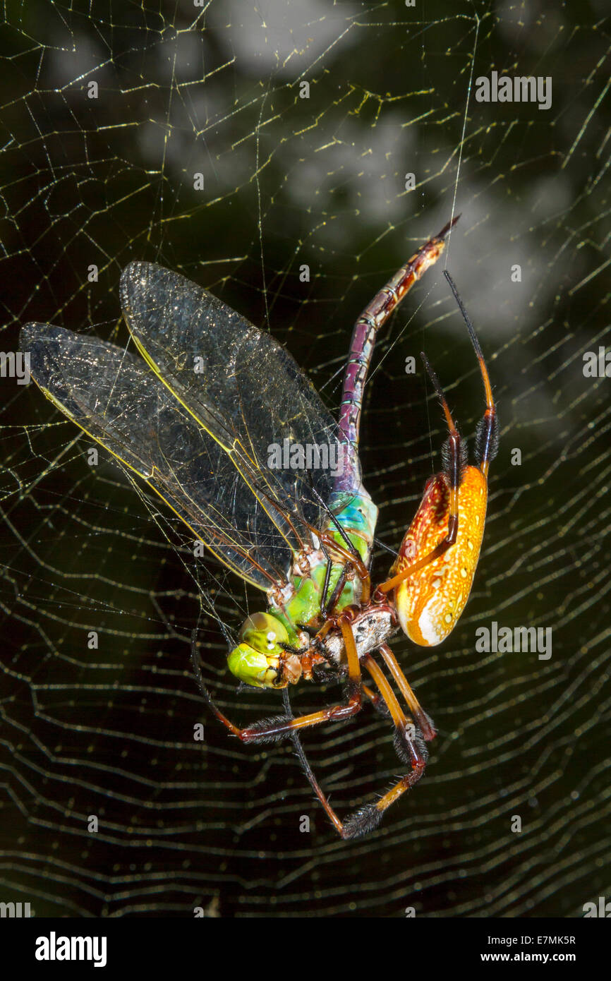 Goldene Seidenkugelweber oder Bananenspinne (Trichonephila [Nephila] Clavipes), die den gefangenen grünen Darner (Anax junius) im Web isst. Stockfoto