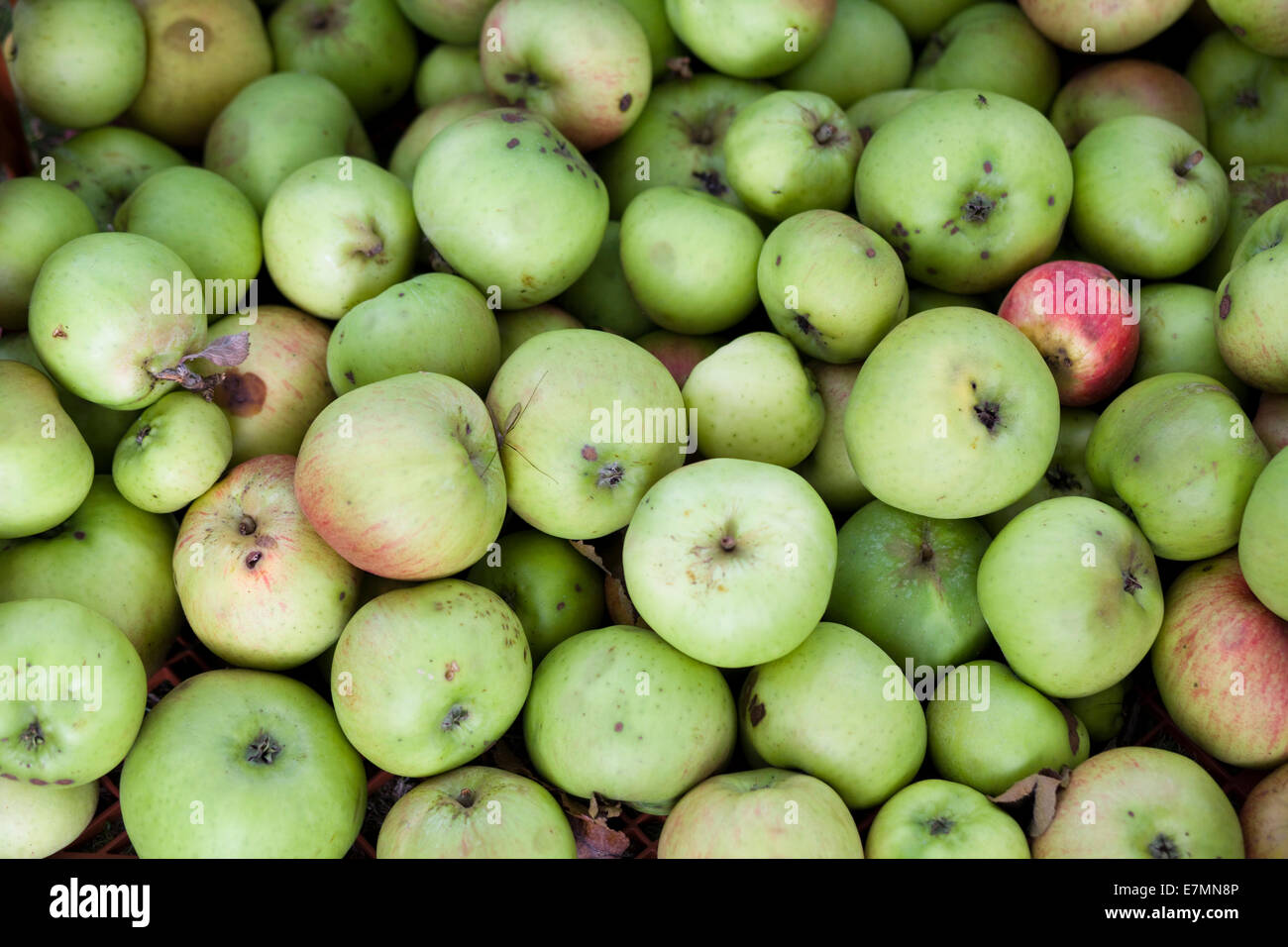 Inländische Malus. Englische Äpfel Stockfoto