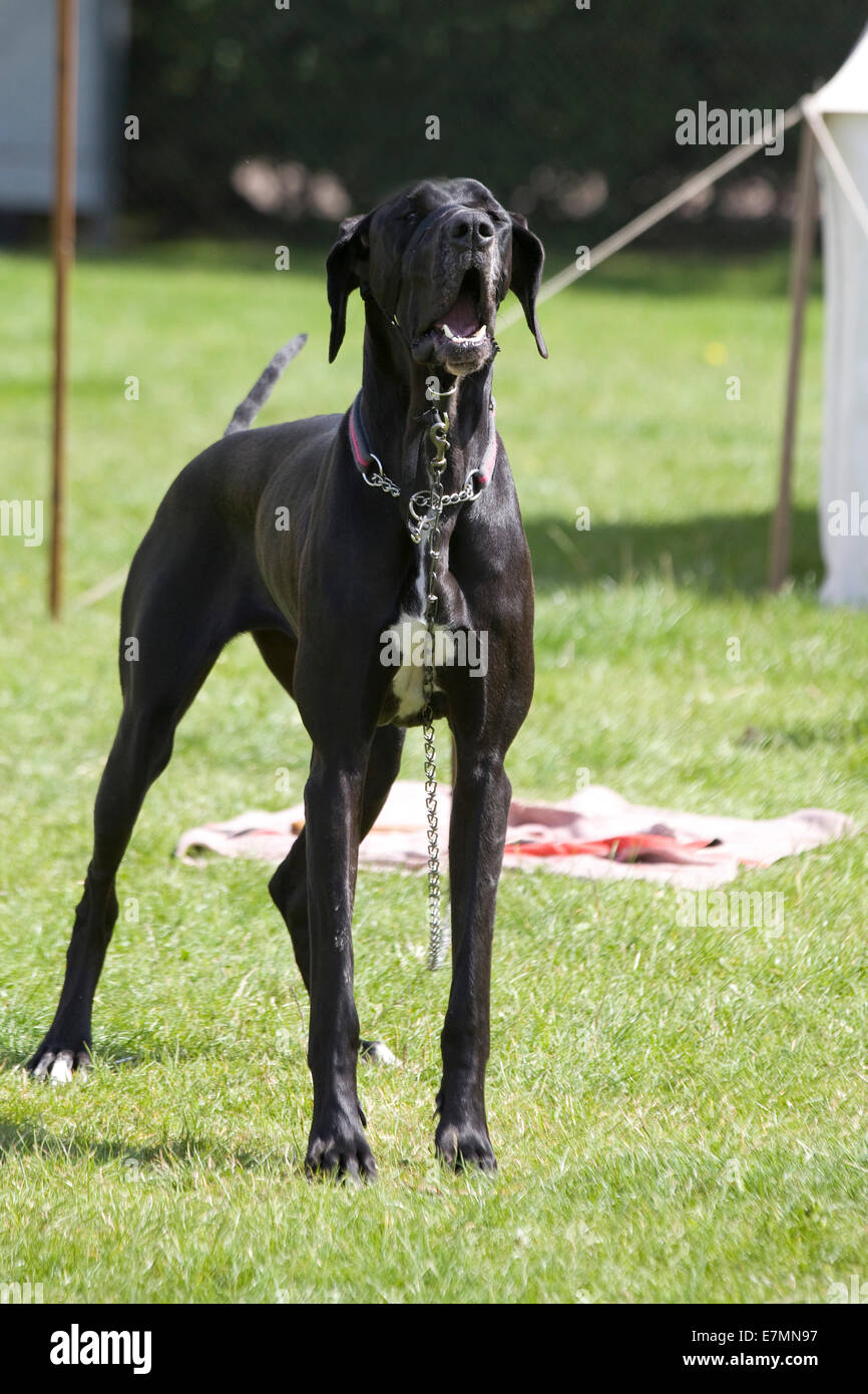 Deutsche Dogge angekettet und Barking Stockfoto