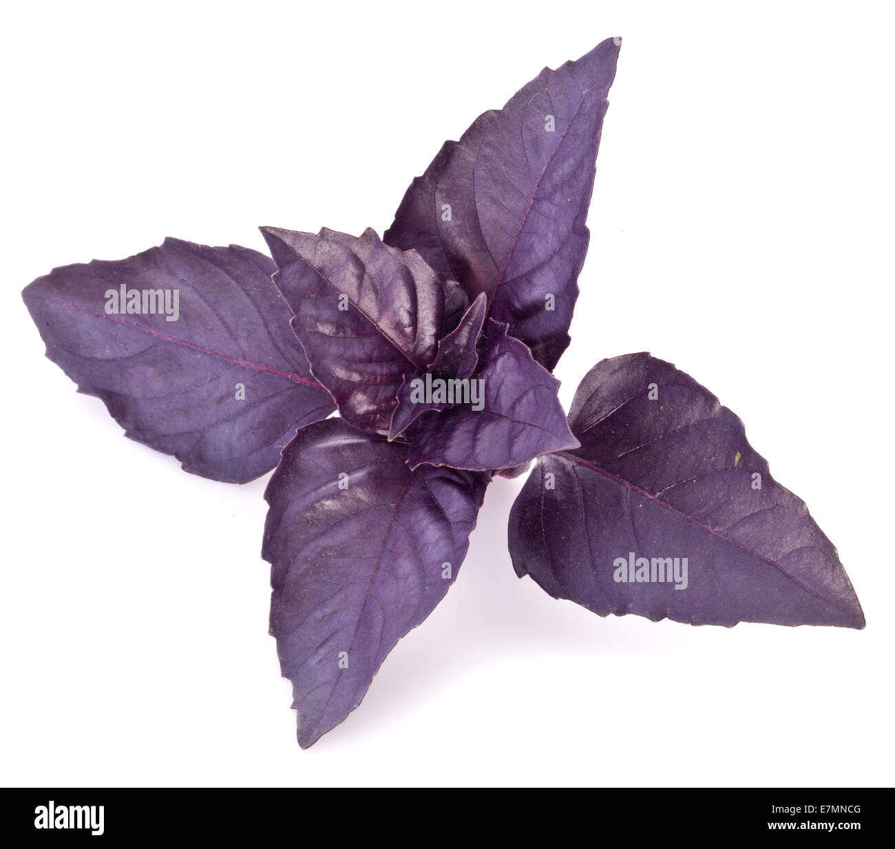 Violette Basilikumblätter isoliert auf einem weißen. Stockfoto