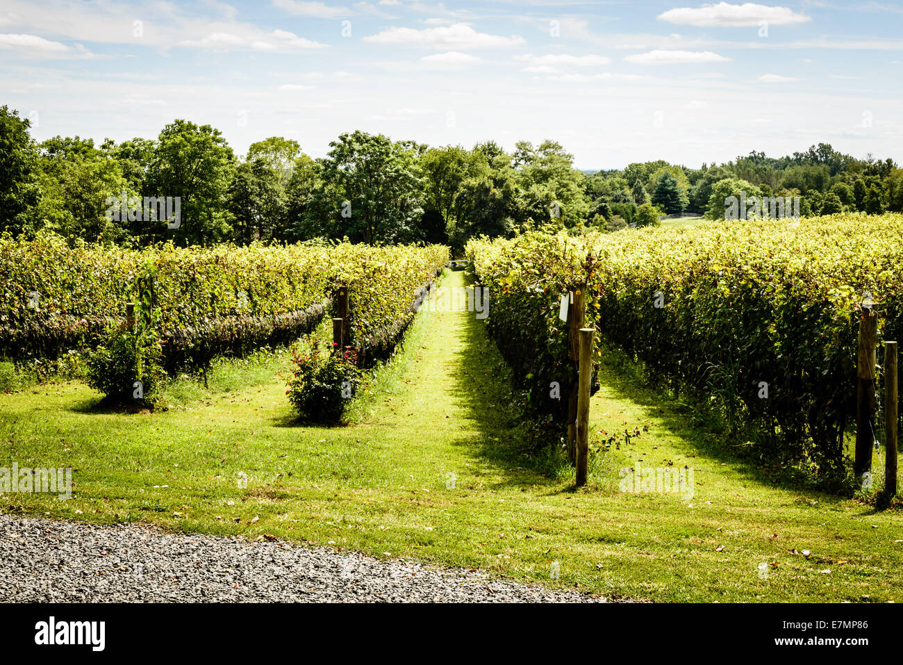 Weingut auf La Grange, 4970 Antiochia Road, Haymarket, Virginia Stockfoto