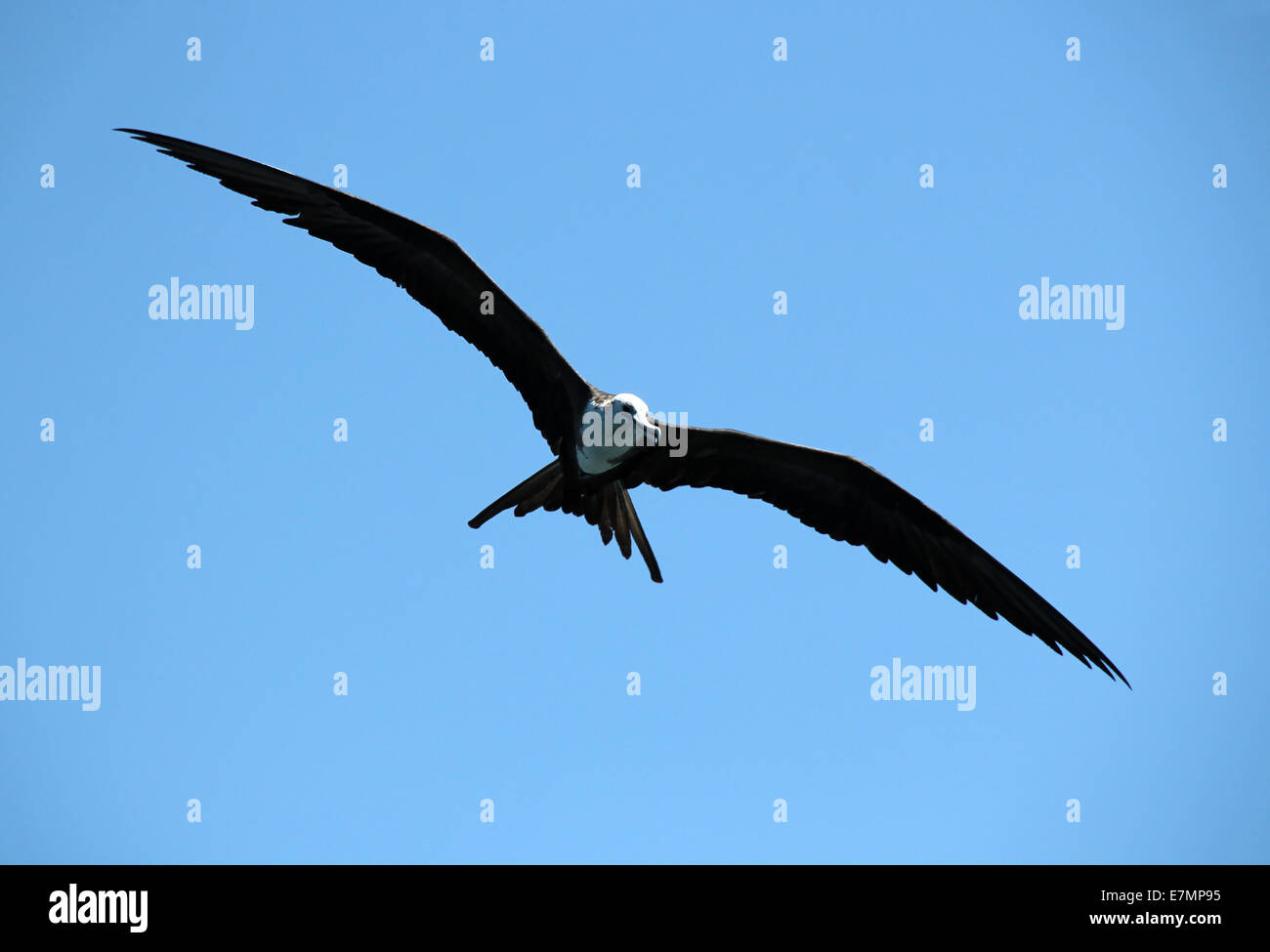 Herrliche Fregate Vogel fliegen (Fregata Magnificens), Marino Ballena, Costa Rica Stockfoto