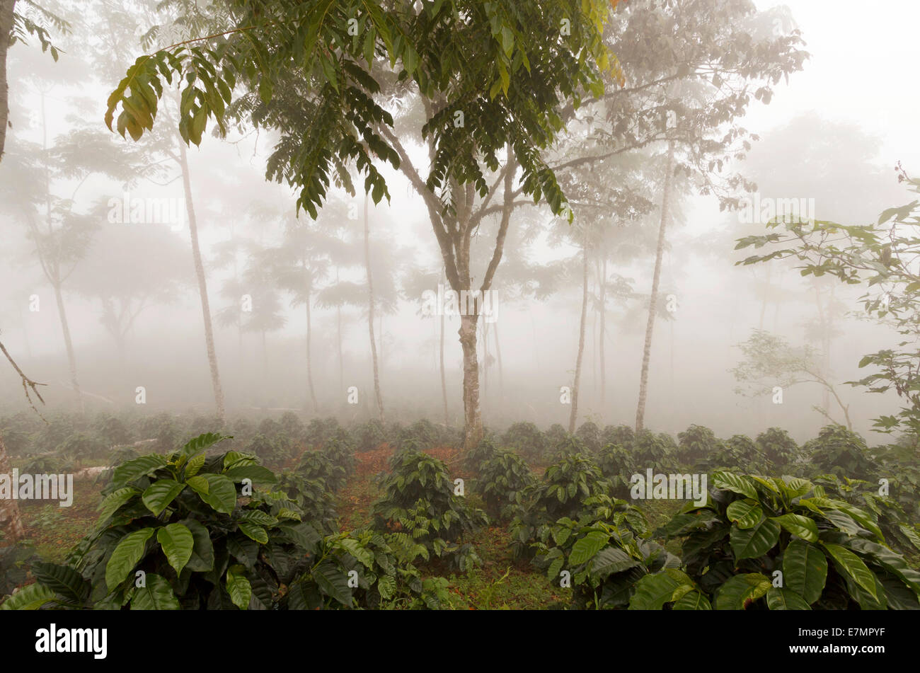 Kaffee-Sträucher in eine Schatten-grown Bio-Kaffee-Plantage an den westlichen Hängen der Anden in Ecuador an einem nebligen Tag. Stockfoto