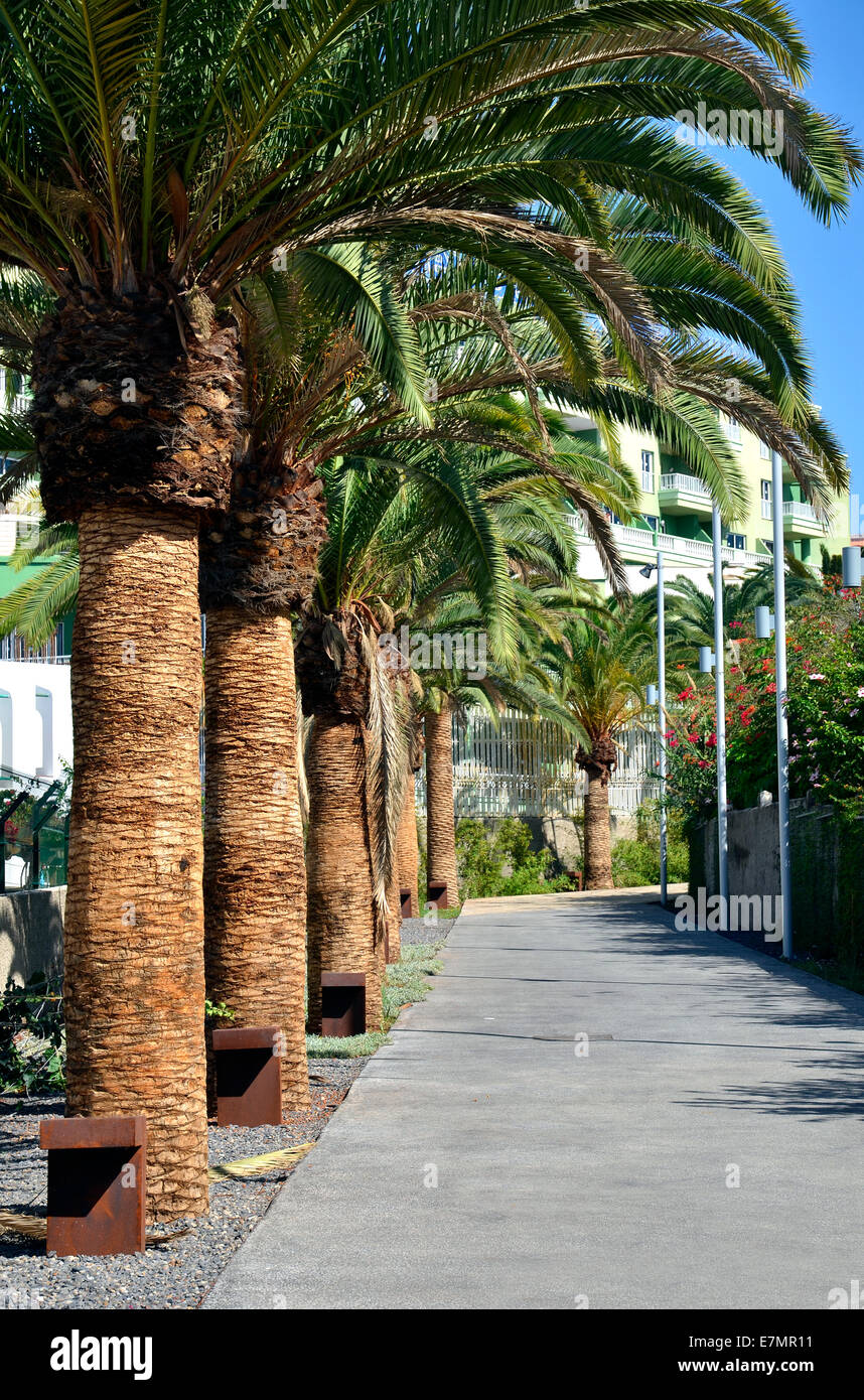 eine Palme gesäumten Allee in Puerto Colon, Teneriffa, Kanarische Inseln Stockfoto