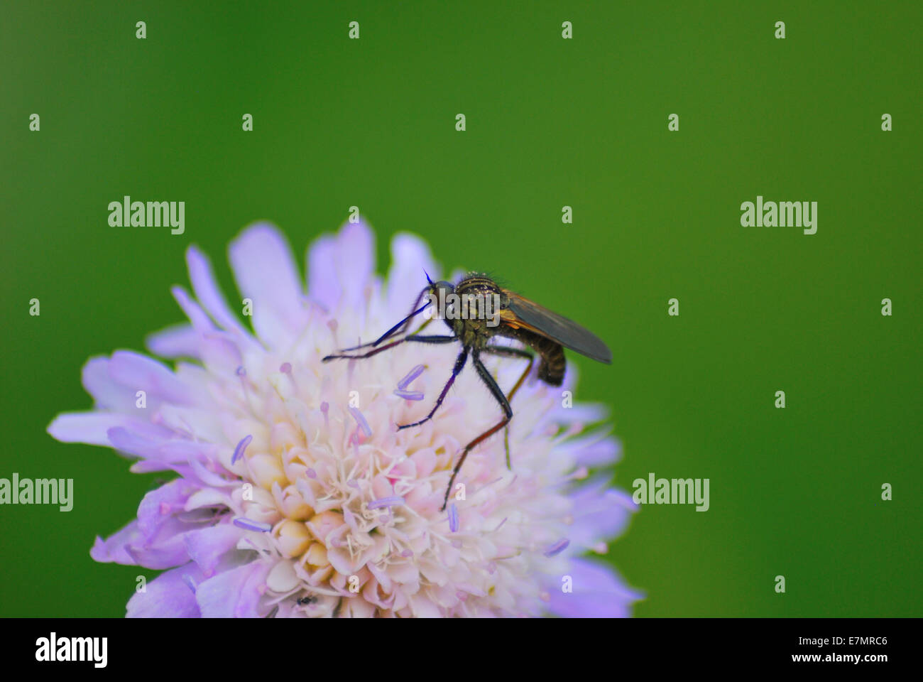 Insekt saugen Nektar von Blume Stockfoto