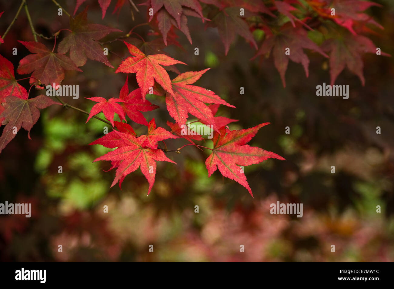 Rot Acer Blätter Stockfoto