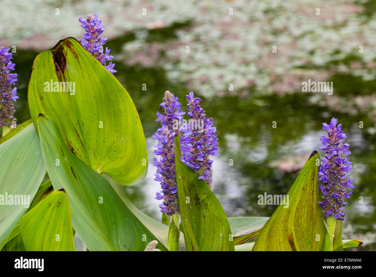 Blume-Spikes und Laub Pickerel Unkraut, Pontederia cordata Stockfoto