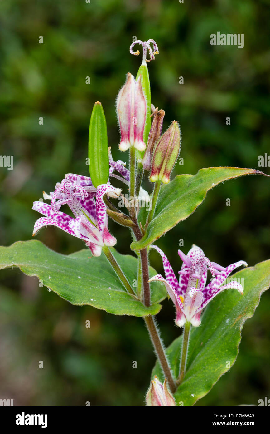 Blühenden Stängel im Herbst blühen Kröte Lilie, Tricyrtis 'Lila Türme' Stockfoto
