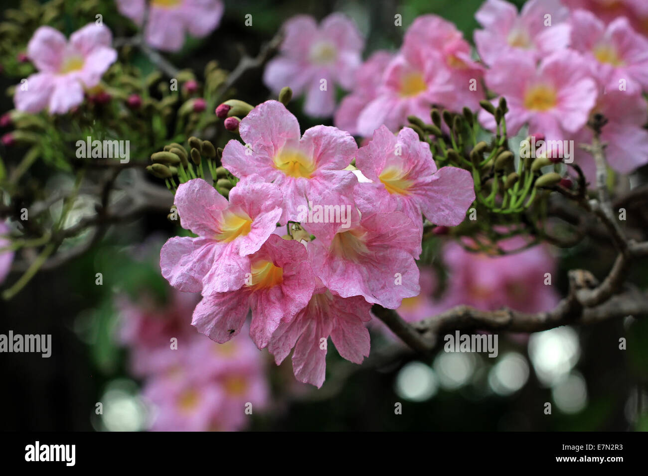 Rosa Trompetenbaum, Pind Tecoma oder Tabebuia Blume Stockfoto