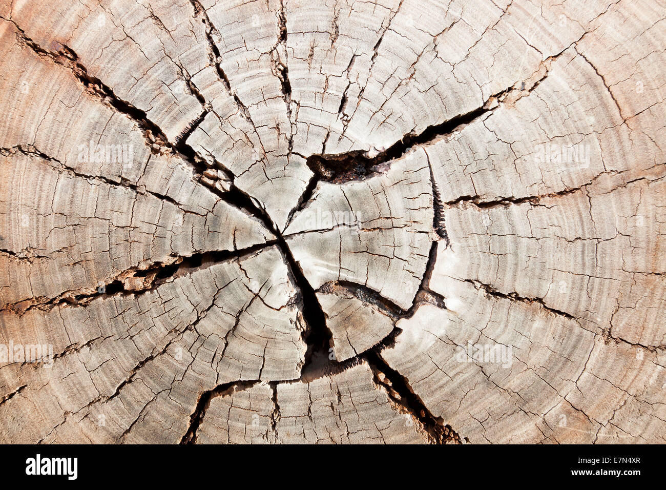 Abschnitt der Baum Hintergrund als Hintergrund oder als Textur verwenden Stockfoto