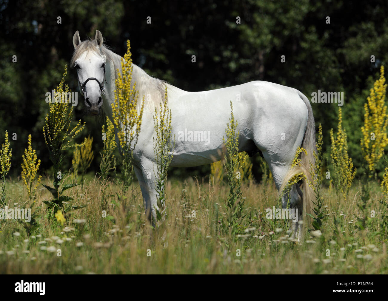 Pferde grasen auf Blumenwiese Stockfoto