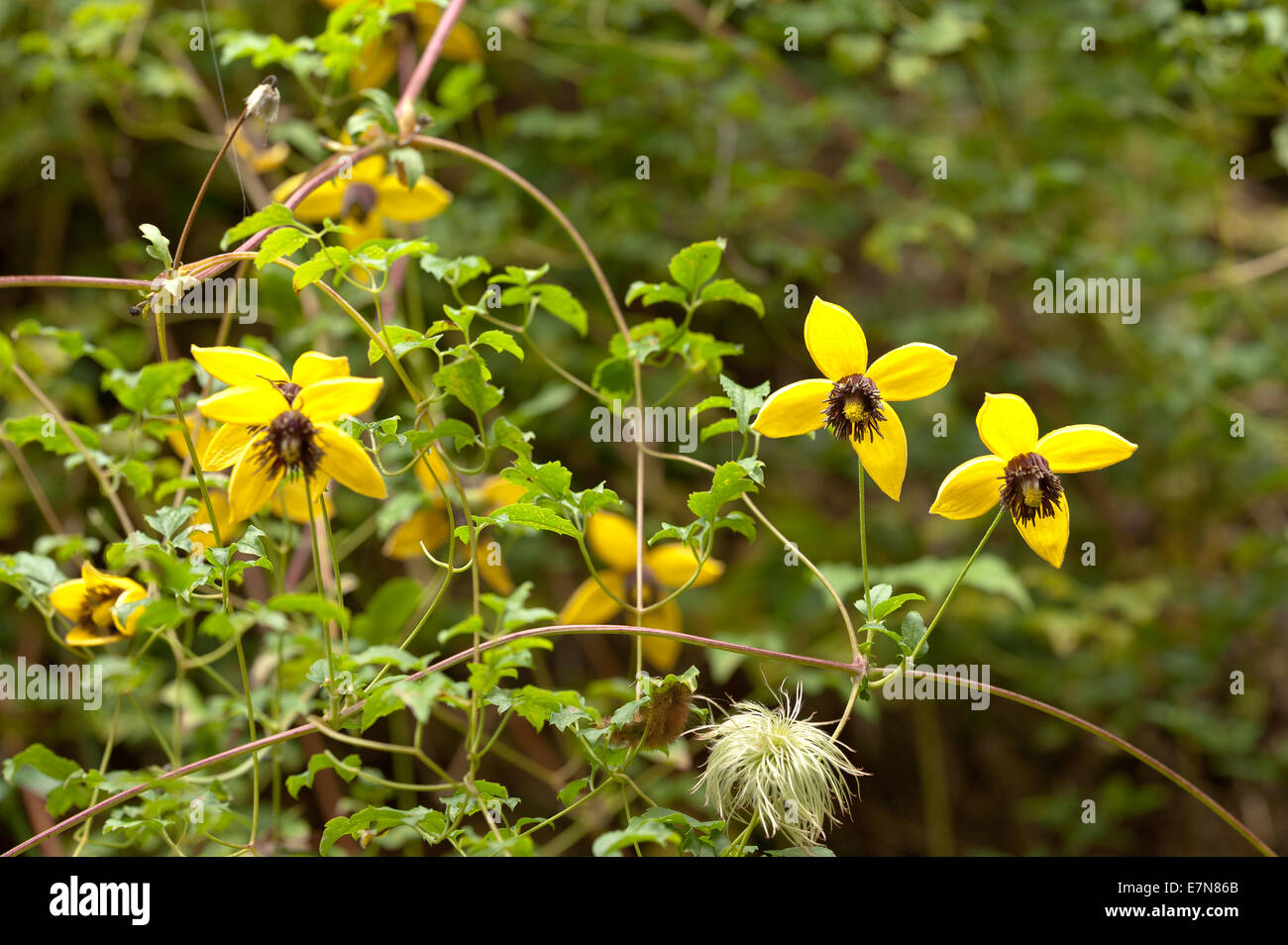 Attraktive Clematis Kletterer leuchtendes goldgelb mit langen Staubbeuteln Staubfäden und Blütenblätter gegen Laub Stockfoto