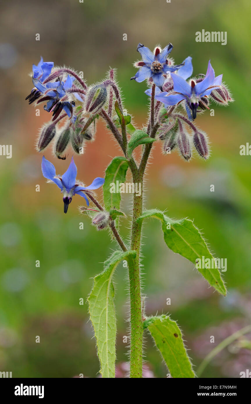 Borretsch - Borrango Officinalis seltene blaue wilde Blume Stockfoto