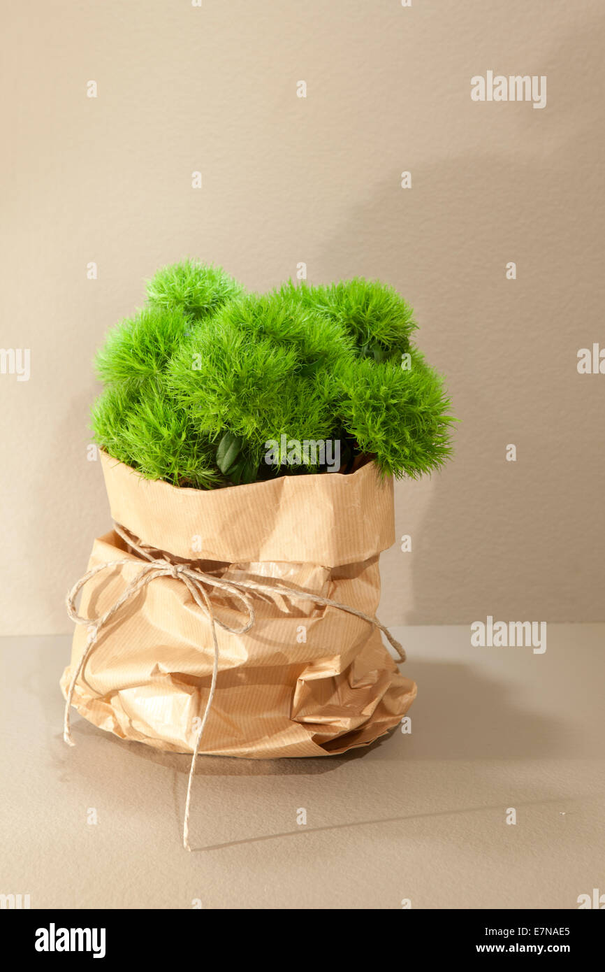 Green trick dianthus -Fotos und -Bildmaterial in hoher Auflösung – Alamy
