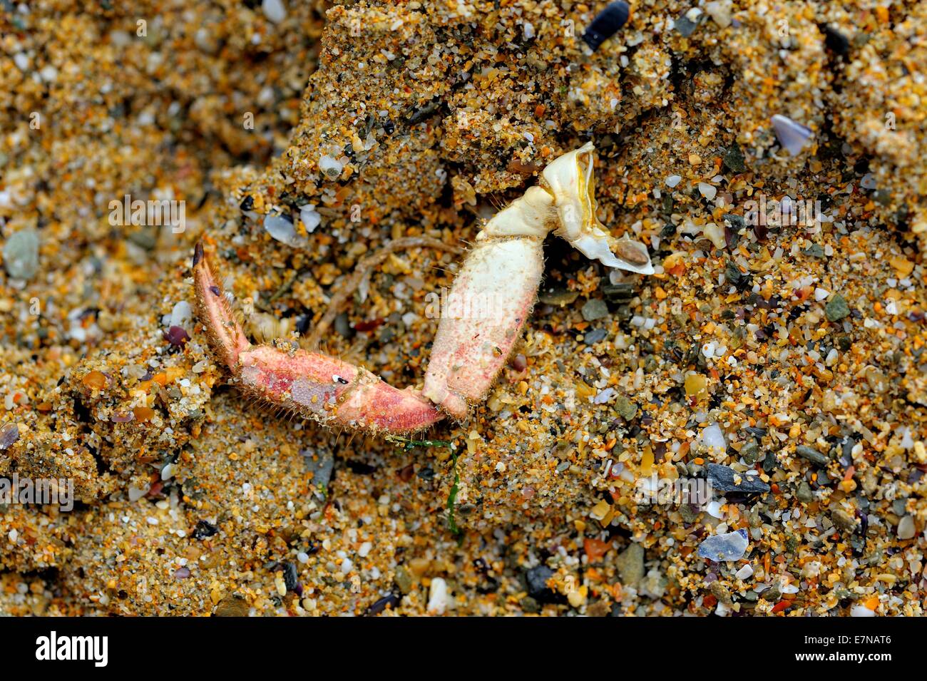 Ein abgetrennter Krabbe Bein auf einem sandigen Strand England uk Stockfoto