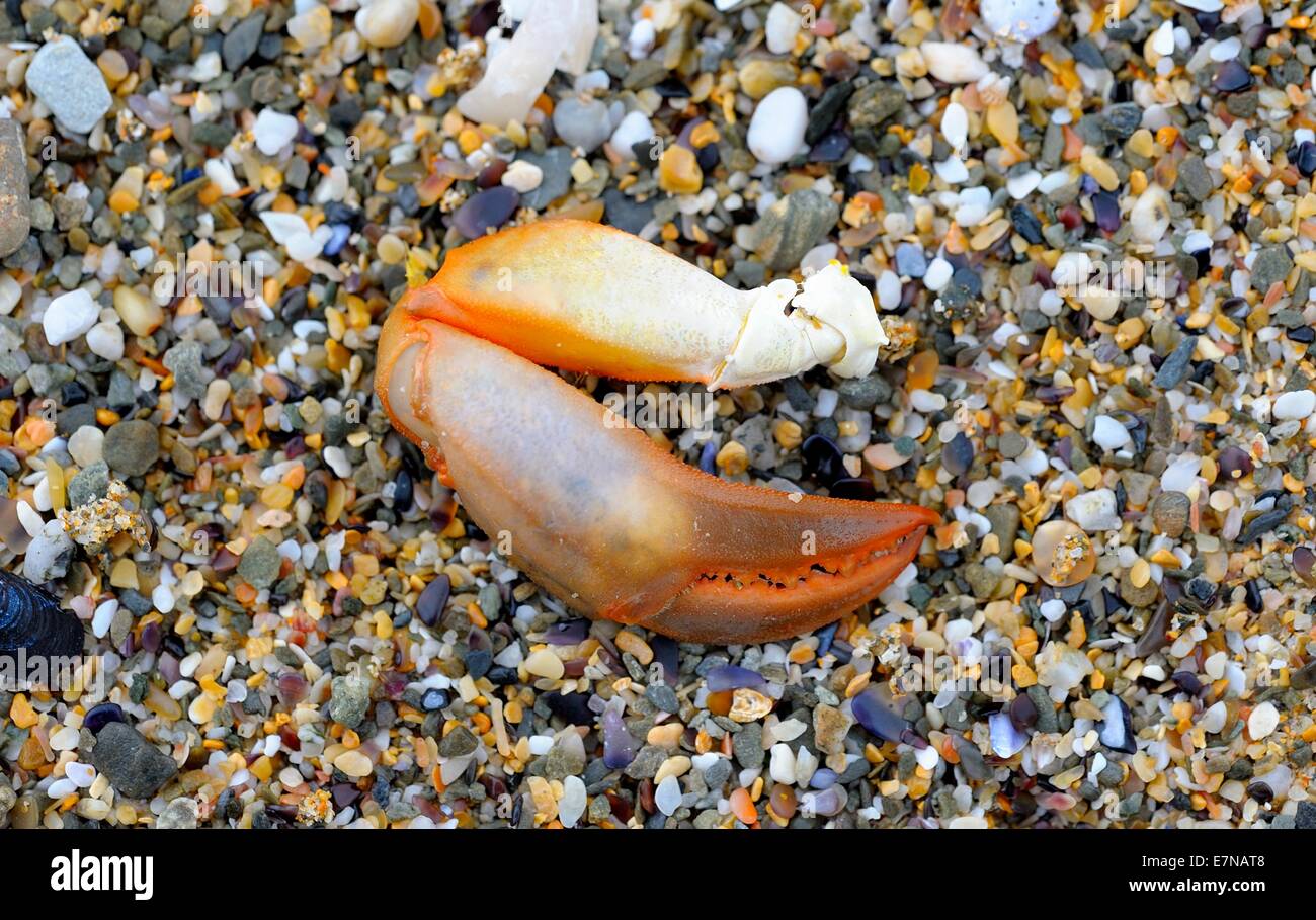 Ein abgetrennter Krabbe Bein auf einem sandigen Strand England uk Stockfoto