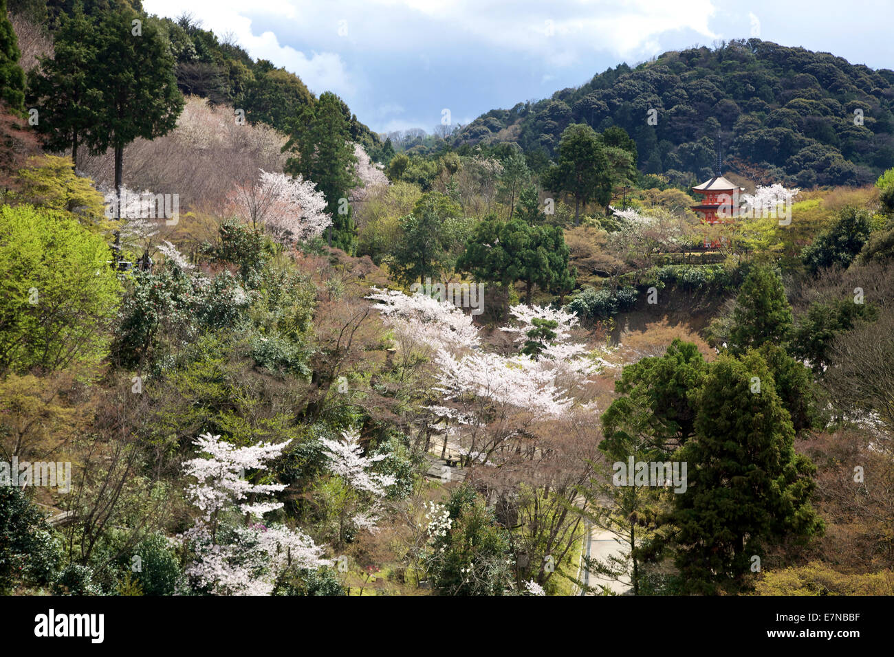 Blick auf die Berge und Wald mit Pagode in der Nähe von Kiyomizu-Tempel während der Kirschblüte, Kiyomizu-Dera, Kyoto, Japan, Asien Stockfoto