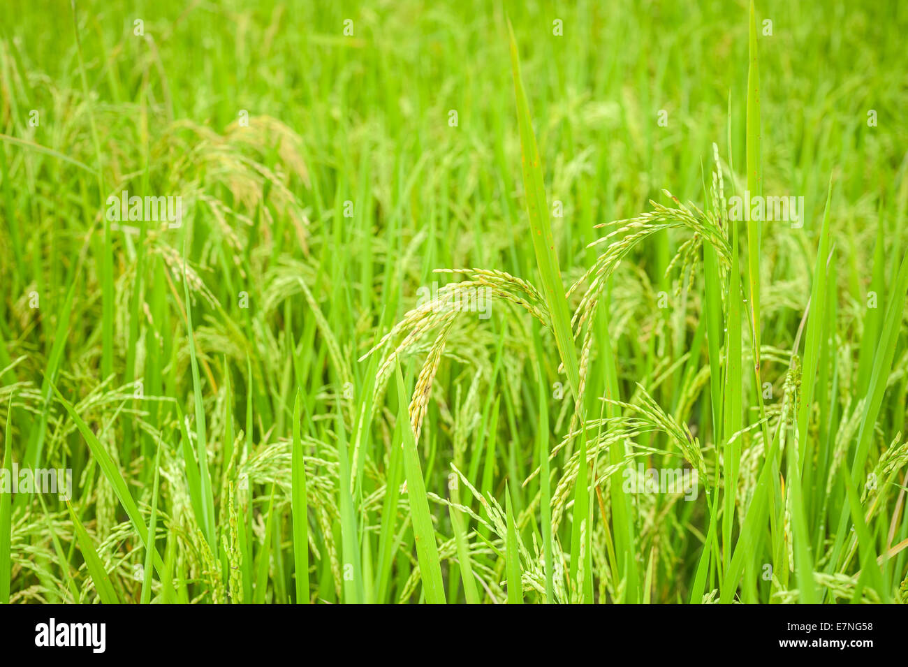 Reis-Anbau auf Plantagen. Landwirtschaft-Hintergrund von Feldern und Wiesen Stockfoto