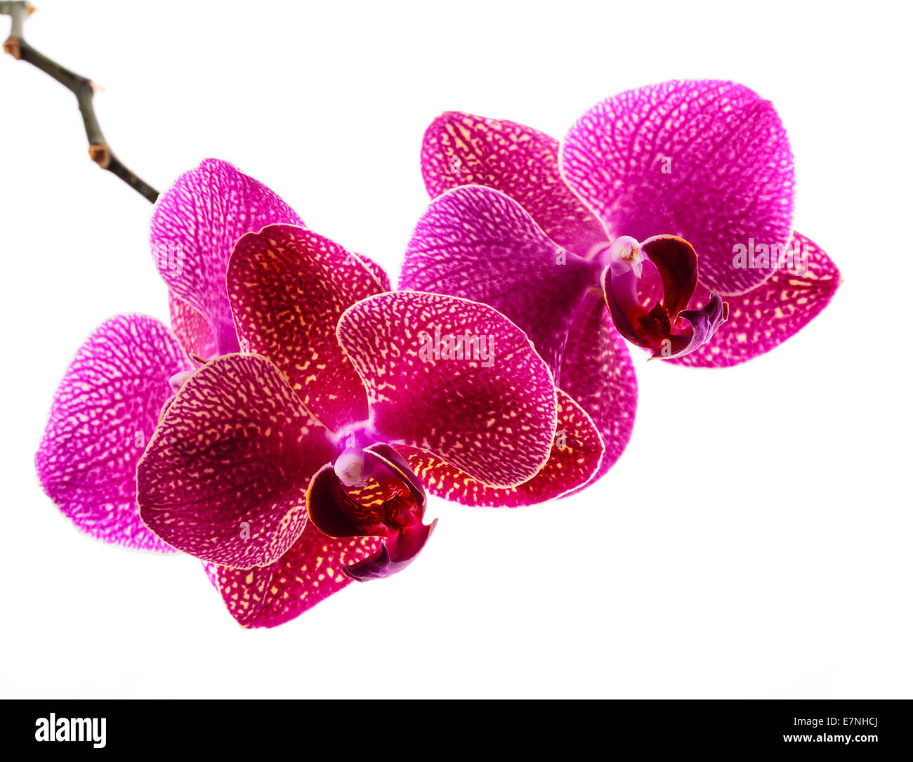 Magenta Orchideenblüten isoliert auf weißem Hintergrund Stockfoto