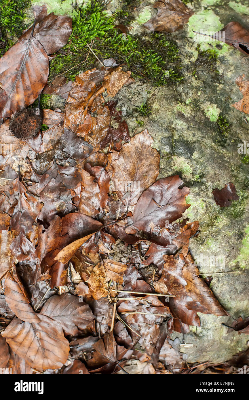 Herbst Hintergrund mit gefallenen nassen Blätter im verregneten Wald. Abstrakte Natur Hintergrund Stockfoto