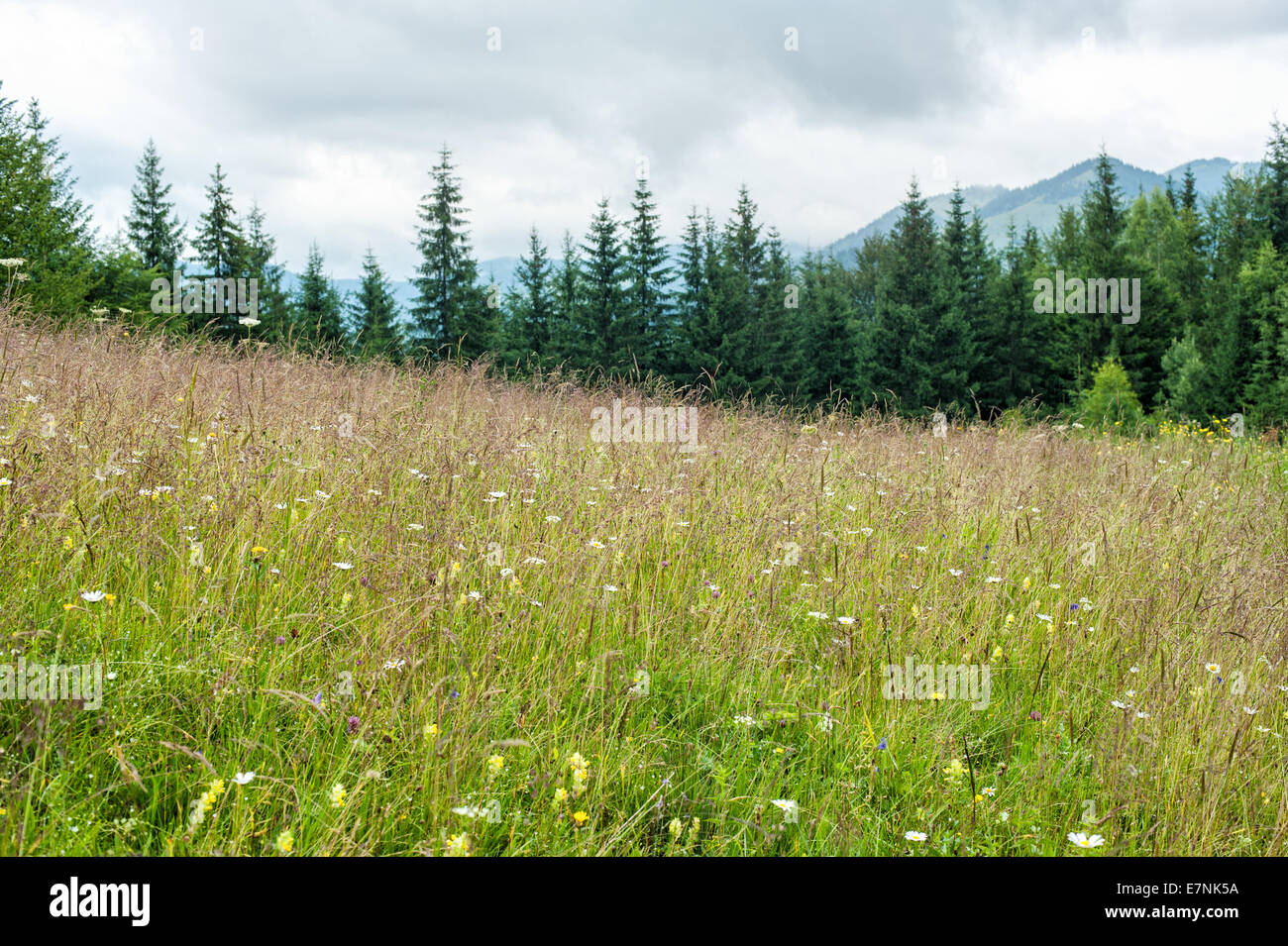 Nebligen Morgen Landschaft mit Sommer Wiese und Kiefer Baum Highland Wald in Karpaten. Ukraine-Destinationen und trave Stockfoto