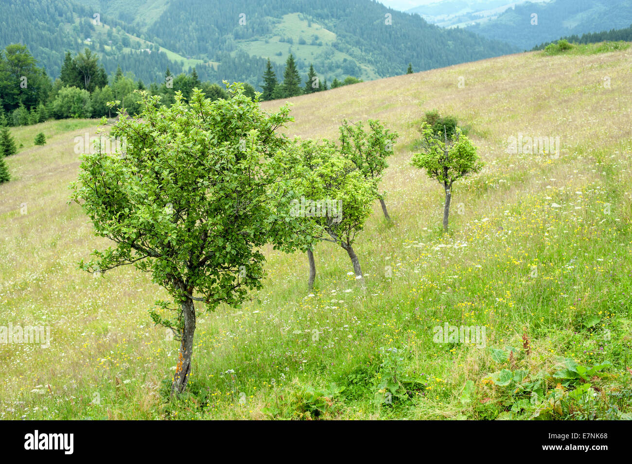 Nebligen Morgen Landschaft mit Apfelbäumen auf Wiese und Pine Tree Highland Wald. Karpaten. Reiseziele in der Ukraine und Stockfoto