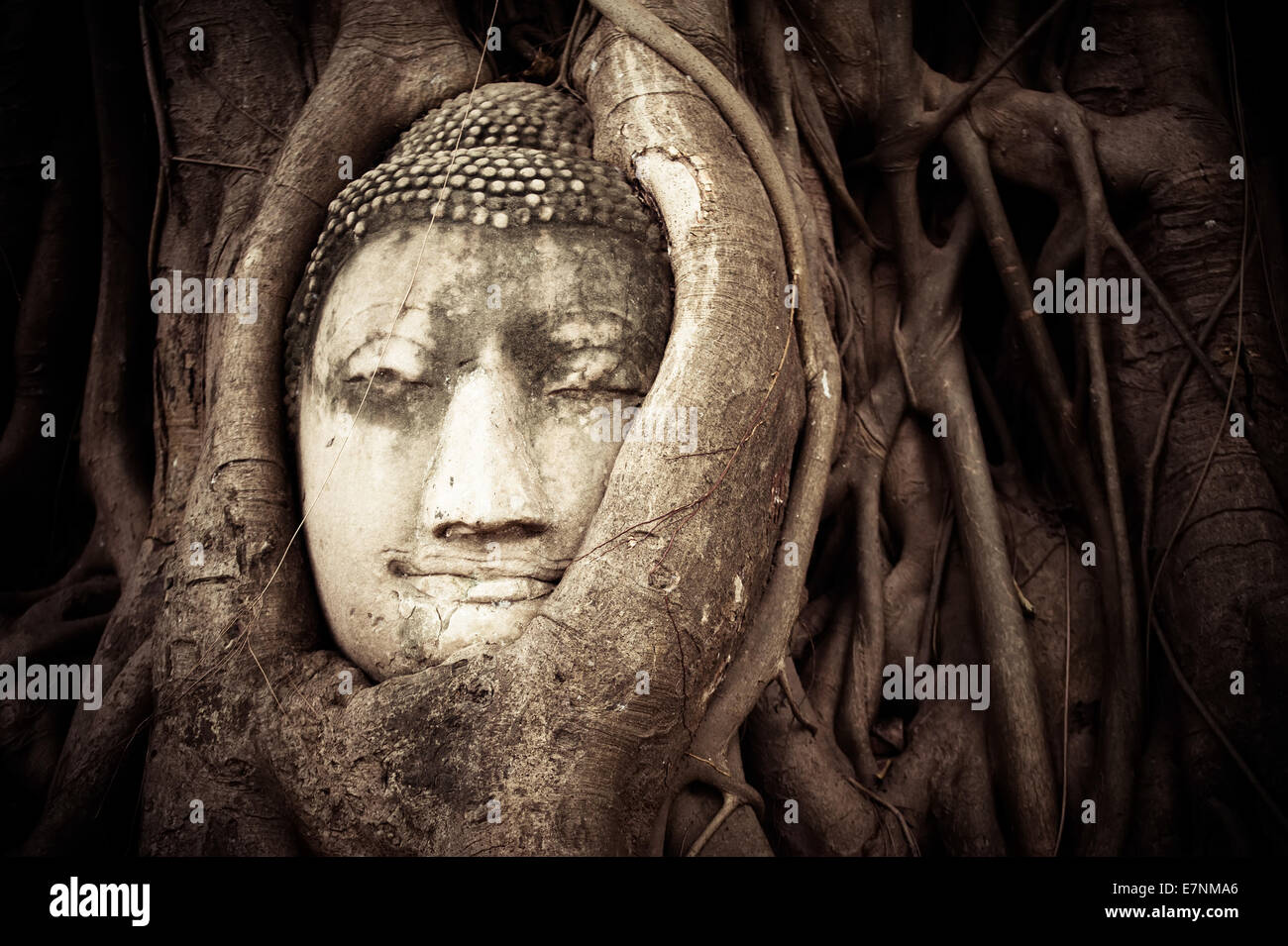 Buddha-Kopf in die Baumwurzeln versteckt. Alten Sandstein Skulptur im Wat Mahathat. Ayutthaya, Thailand Stockfoto