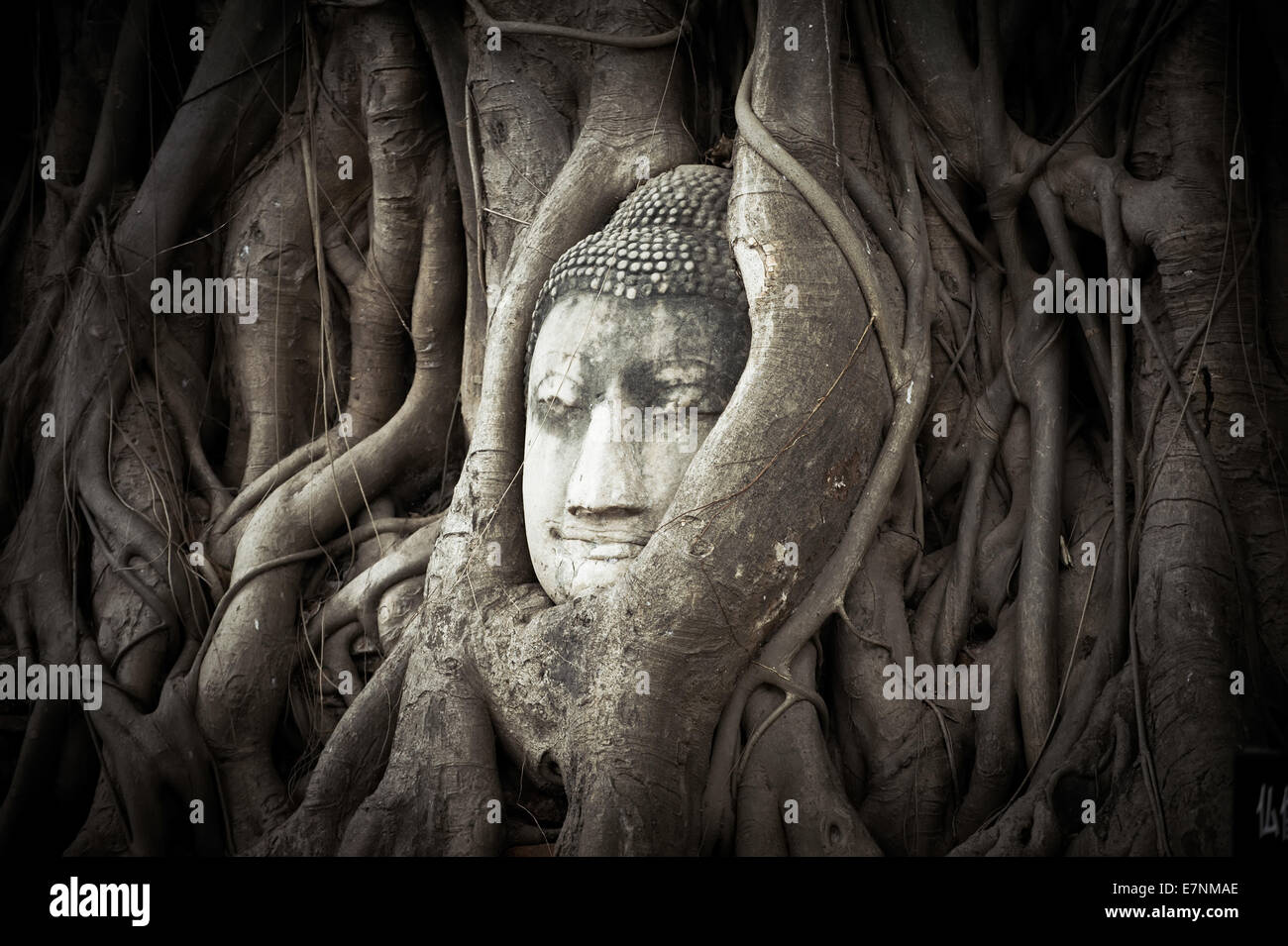 Buddha-Kopf in die Baumwurzeln versteckt. Alten Sandstein Skulptur im Wat Mahathat. Ayutthaya, Thailand Stockfoto