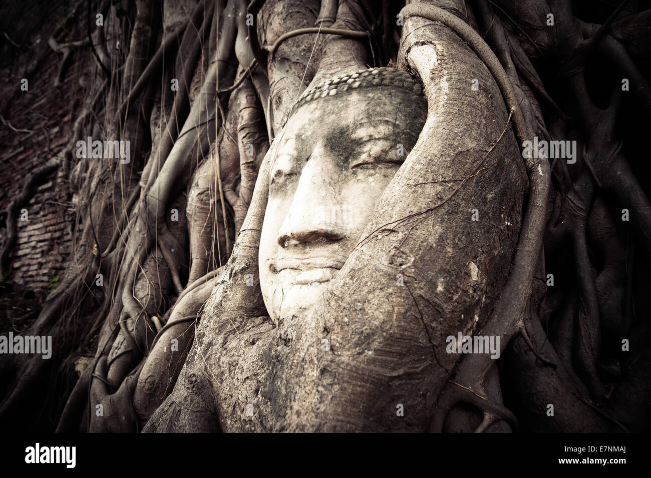 Buddha-Kopf in die Baumwurzeln versteckt. Alten Sandstein Skulptur im Wat Mahathat. Ayutthaya, Thailand Stockfoto