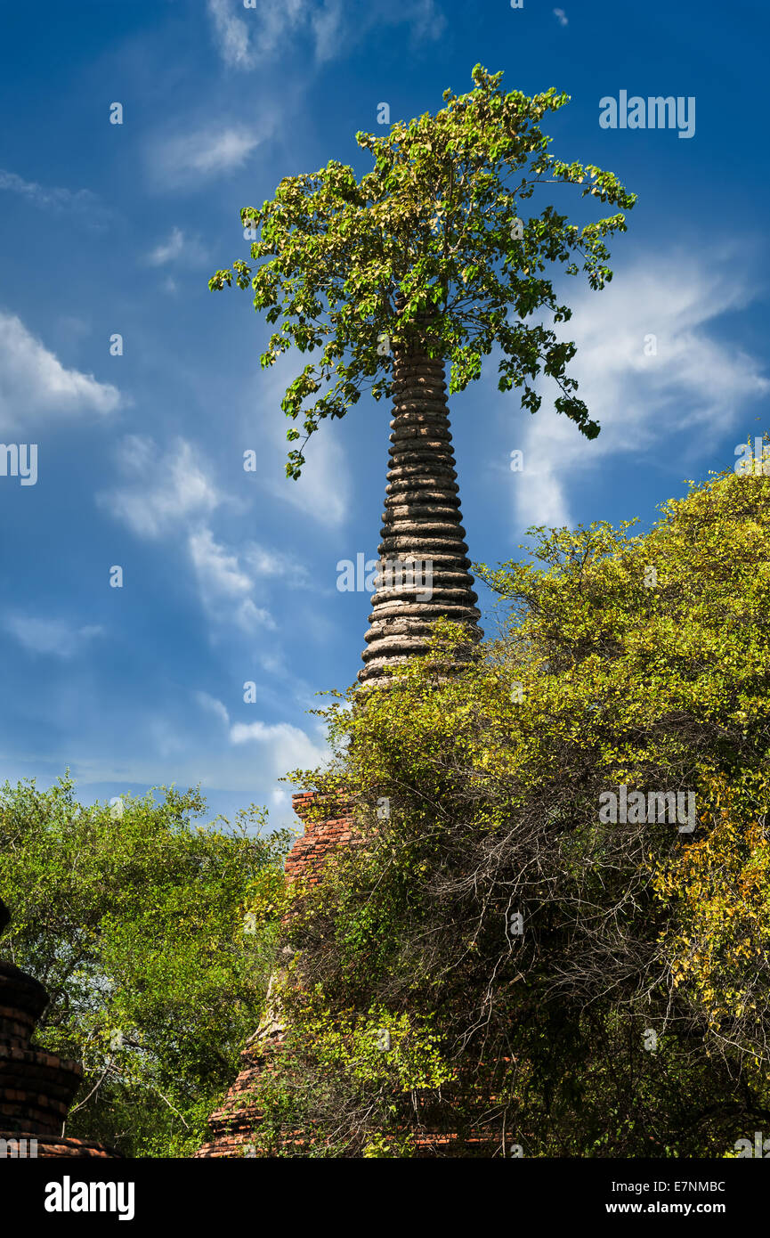 Asiatische Sakralarchitektur. Antike Ruinen mit wachsenden Bäumen unter blauem Himmel. Ayutthaya, Thailand Reiselandschaft und destinat Stockfoto