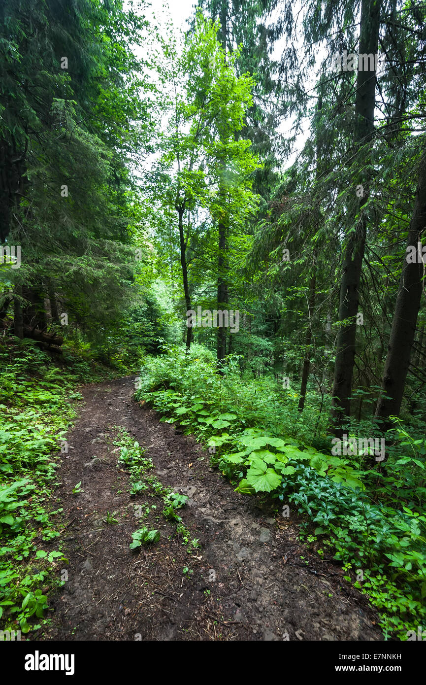 Trekking Trail führt durch Sommerlandschaft des Highland Kiefernwald auf Karpaten. Ukraine-Destinationen-trave Stockfoto