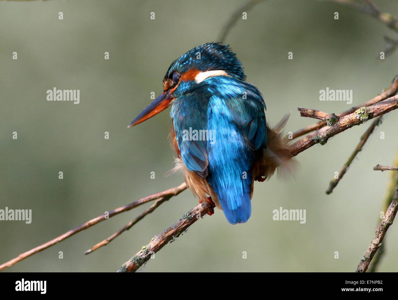 Weibliche eurasischen Eisvogel (Alcedo Atthis) posiert auf einem Ast über dem Wasser beim Angeln Stockfoto