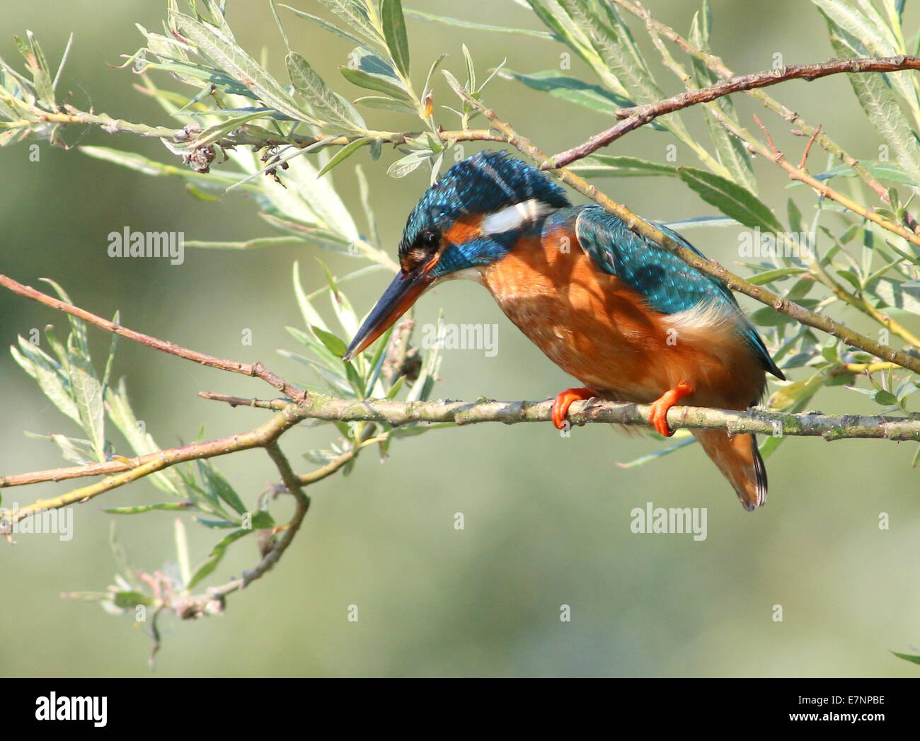 Konzentrierte sich weibliche eurasischen Eisvogel (Alcedo Atthis) auf der Suche beim Angeln Stockfoto