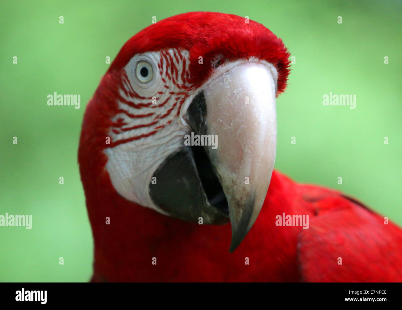 Südamerikanische Rot-Grüne Aras (Ara Chloropterus) aka Green-winged ARA. Extreme Nahaufnahme von Kopf und Schnabel Stockfoto