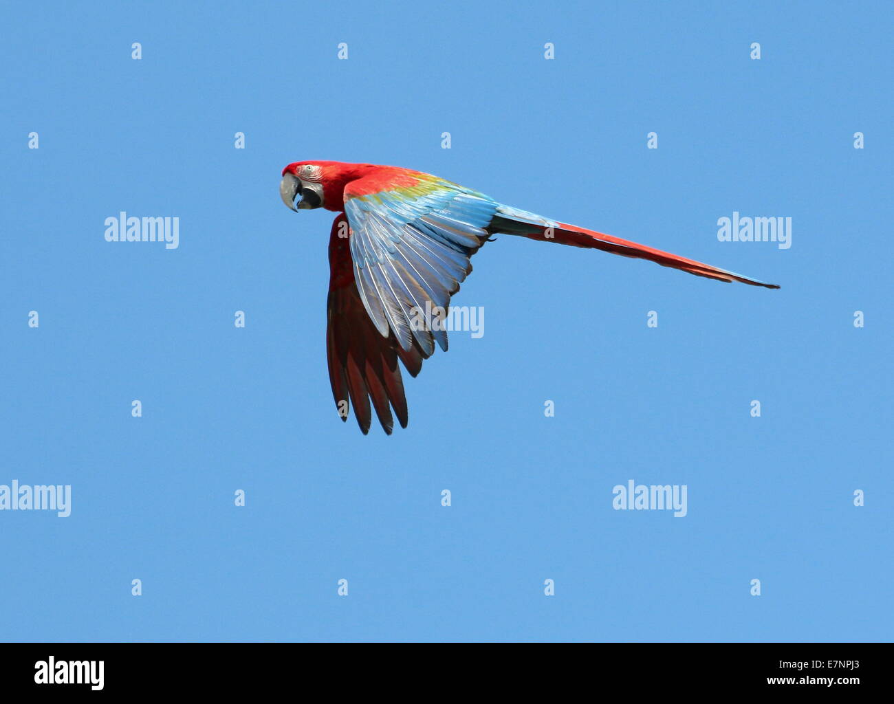 Rot-Grüne Aras (Ara Chloropterus) aka. Grün-winged Ara auf der Flucht vor einem blauen Himmel Stockfoto