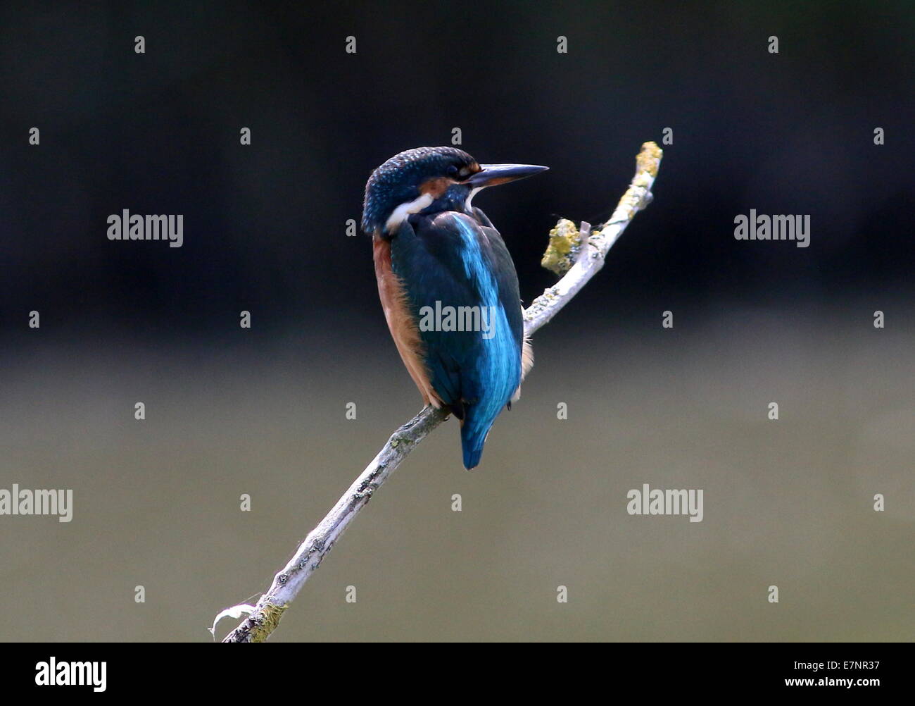 Weibliche eurasischen Eisvogel (Alcedo Atthis) posiert auf einem Ast über dem Wasser beim Angeln Stockfoto