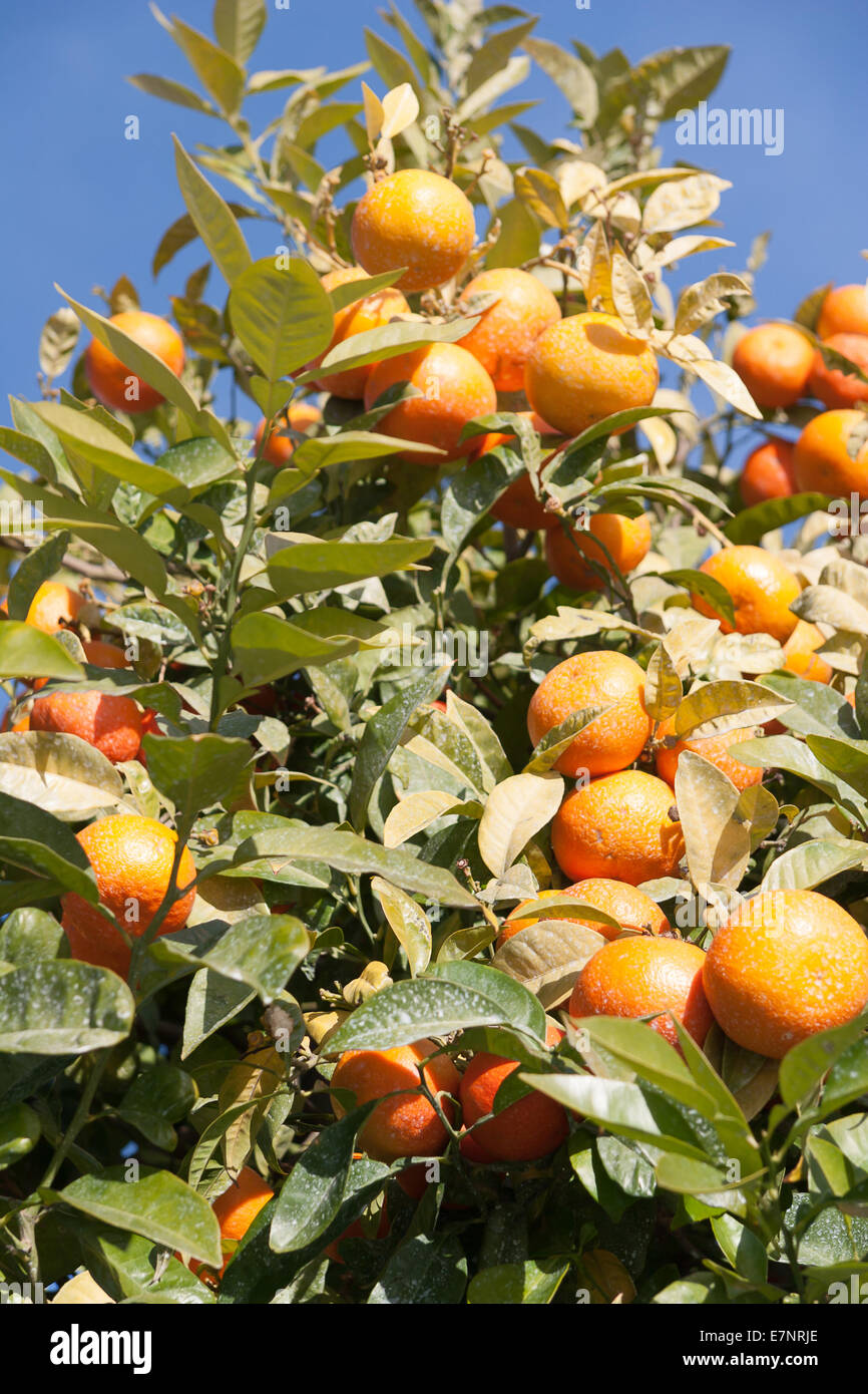 Orangenbaum - Citrus sinensis Stockfoto