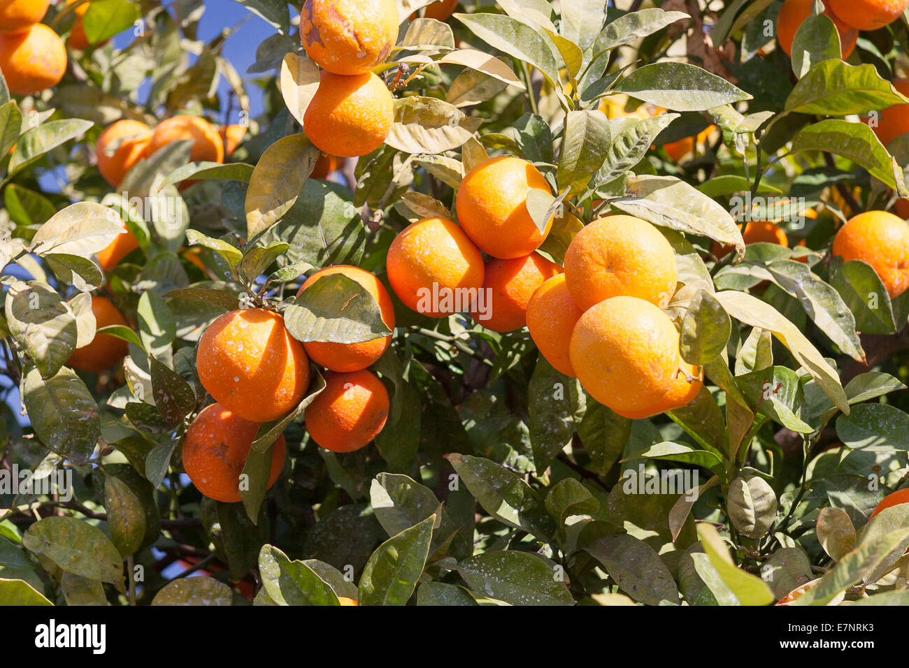 Orangenbaum - Citrus sinensis Stockfoto