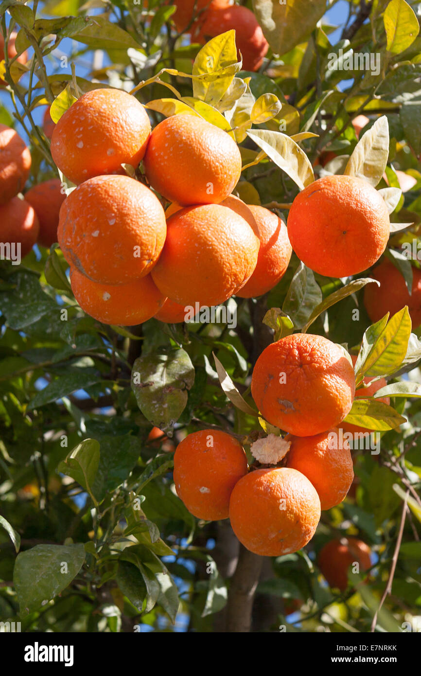 Orangenbaum - Citrus sinensis Stockfoto