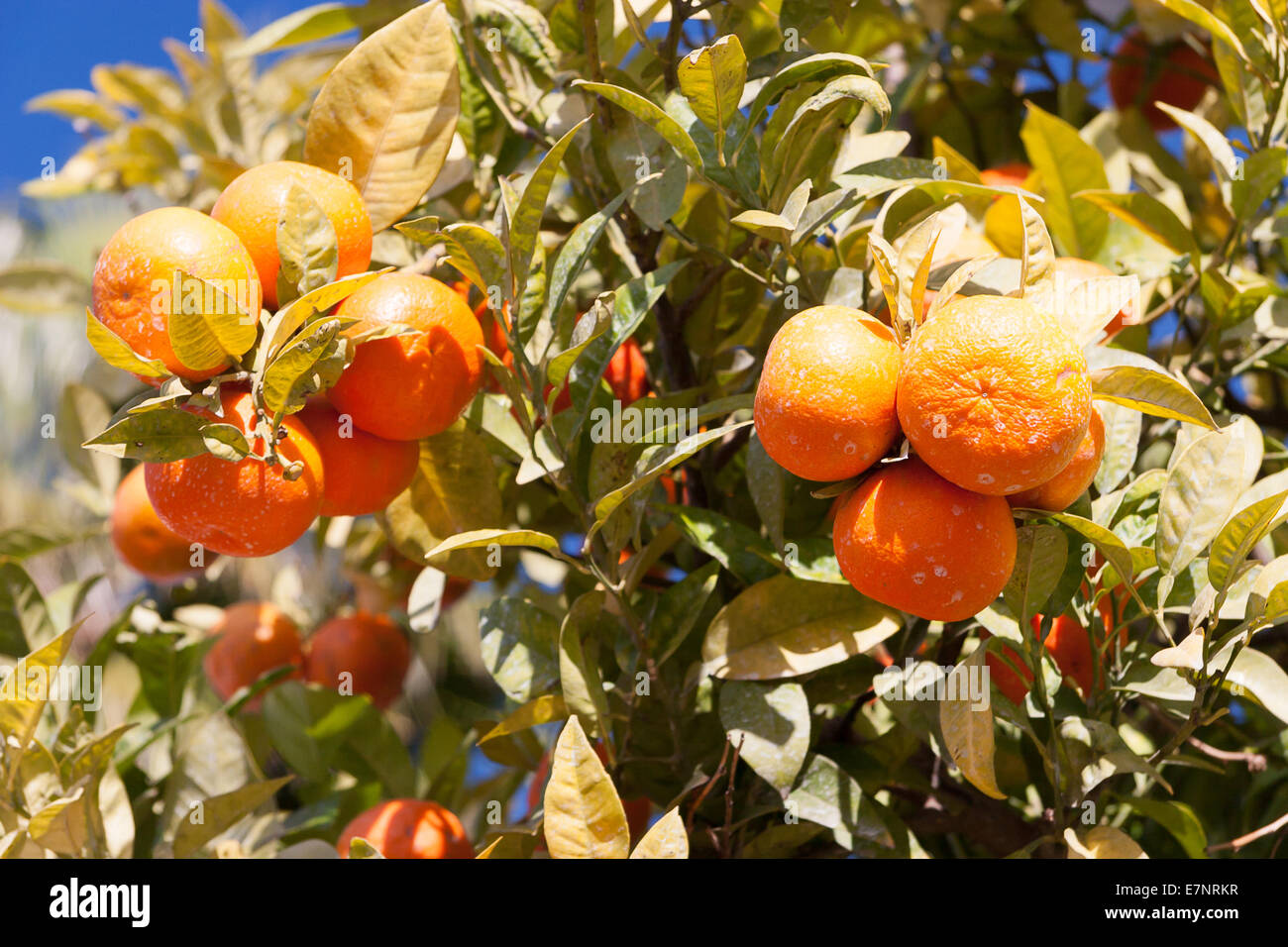 Orangenbaum - Citrus sinensis Stockfoto